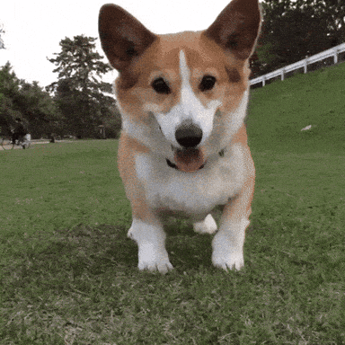 cute puppy