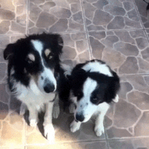 cute puppy