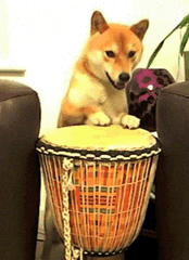 cute puppy