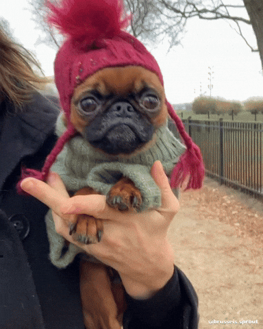 cute puppy