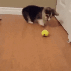 cute puppy