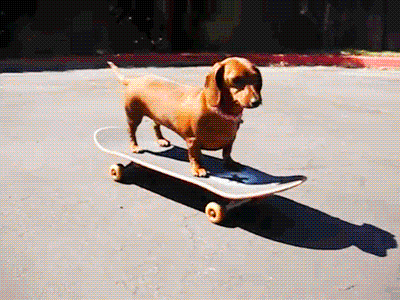 cute puppy