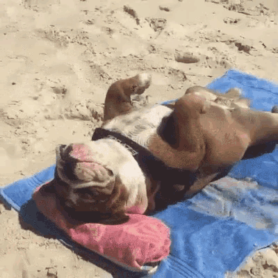 cute puppy