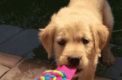 cute puppy