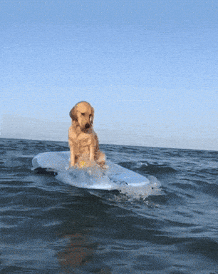 cute puppy