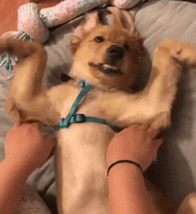 cute puppy