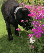 cute puppy