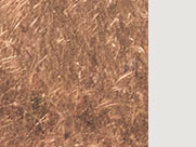 Grass