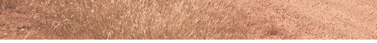 Background Grass