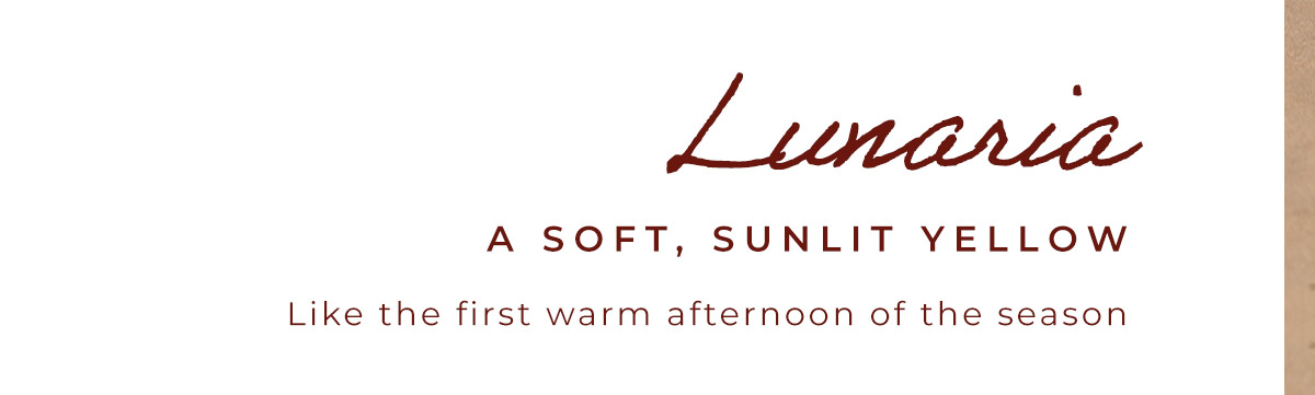 Lunaria: A soft, sunlit yellow