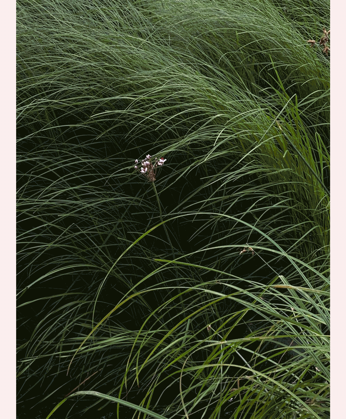 Balsam Collection