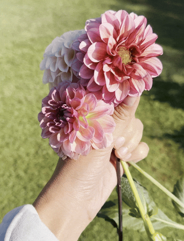 Zinnias